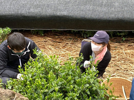 Kanes Tea: 2022 Handpicked First Flush Black Tea Wakocha, Shoushun Single Cultivar - tokinari.live