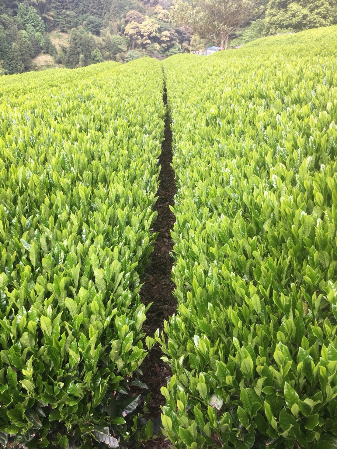 Kiyosawa Tea Gardens: Shizuoka Spring Asamushi Sencha by Farmer Sugiyama Yachiyo - tokinari.live