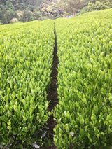 Kiyosawa Tea Gardens: Shizuoka Spring Asamushi Sencha by Farmer Sugiyama Yachiyo - tokinari.live