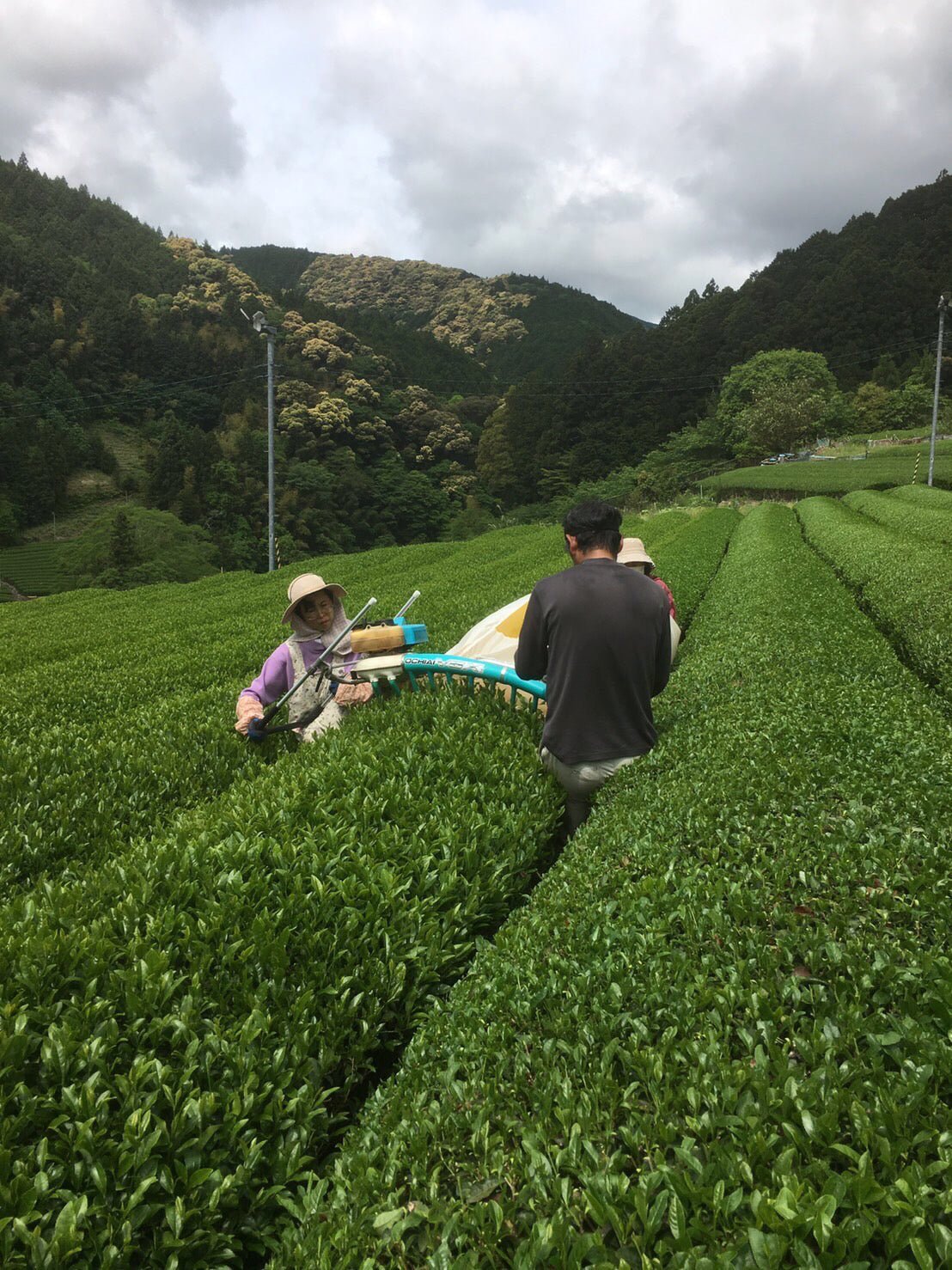 Kiyosawa Tea Gardens: Shizuoka Spring Asamushi Sencha by Farmer Sugiyama Yachiyo - tokinari.live