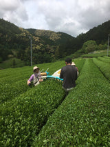 Kiyosawa Tea Gardens: Shizuoka Spring Asamushi Sencha by Farmer Sugiyama Yachiyo - tokinari.live