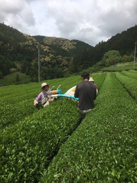 Kiyosawa Tea Gardens: Shizuoka Spring Asamushi Sencha by Farmer Sugiyama Yachiyo - tokinari.live