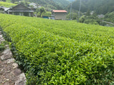 Kiyosawa Tea Gardens: Shizuoka Spring Asamushi Sencha by Farmer Sugiyama Yachiyo - tokinari.live