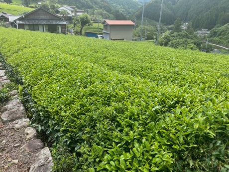 Kiyosawa Tea Gardens: Shizuoka Spring Asamushi Sencha by Farmer Sugiyama Yachiyo - tokinari.live