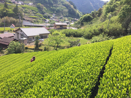 Kiyosawa Tea Gardens: Shizuoka Spring Asamushi Sencha by Farmer Sugiyama Yachiyo - tokinari.live