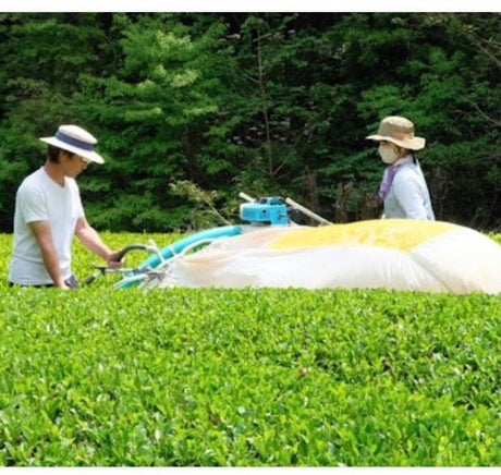 Kiyosawa Tea Gardens: Shizuoka Spring Asamushi Sencha by Konagai Chizuko - tokinari.live