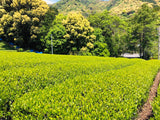 Kiyosawa Tea Gardens: Shizuoka Spring Asamushi Sencha by Konagai Chizuko - tokinari.live
