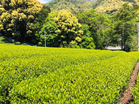 Kiyosawa Tea Gardens: Shizuoka Spring Asamushi Sencha by Konagai Chizuko - tokinari.live
