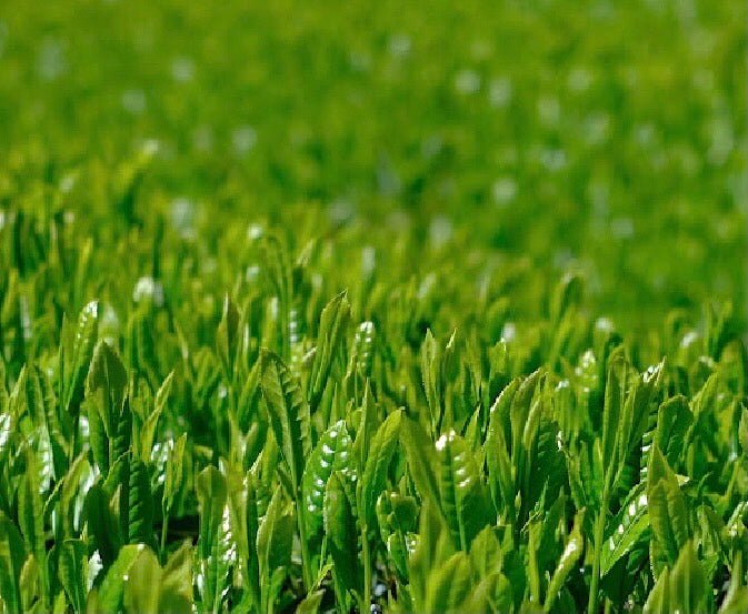 Kiyosawa Tea Gardens: Shizuoka Spring Asamushi Sencha by Konagai Chizuko - tokinari.live