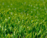 Kiyosawa Tea Gardens: Shizuoka Spring Asamushi Sencha by Konagai Chizuko - tokinari.live