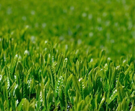 Kiyosawa Tea Gardens: Shizuoka Spring Asamushi Sencha by Konagai Chizuko - tokinari.live