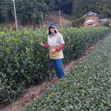 Kiyosawa Tea Gardens: Shizuoka Spring Kukihojicha Roasted Green Tea Leaf Stems by Farmer Kajiyama Yukako - tokinari.live