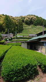 Kiyosawa Tea Gardens: Shizuoka Spring Kukihojicha Roasted Green Tea Leaf Stems by Farmer Kajiyama Yukako - tokinari.live