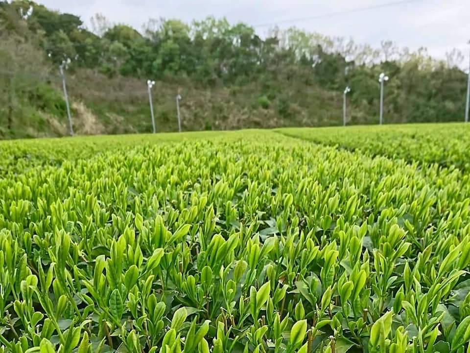 Kuma Tea Garden: 2022 Saemidori Imperial Mountain-Grown Yame Sencha 奥八女上陽茶さえみどり - tokinari.live