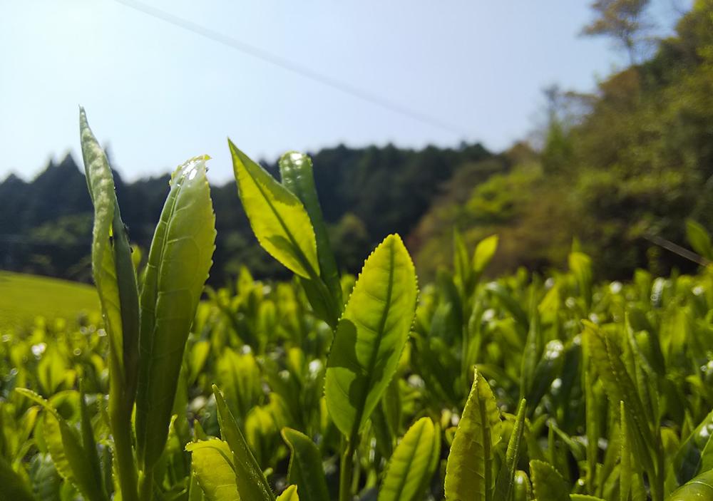 Kuma Tea Garden: 2022 Yamecha Mountain-Grown Fukamushicha Yabukita & Okuyutaka Blend - tokinari.live