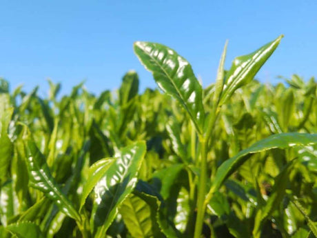 Kuma Tea Garden: 2022 Yamecha Mountain-Grown Sencha Yabukita 奥八女 上陽茶 やぶきた - tokinari.live