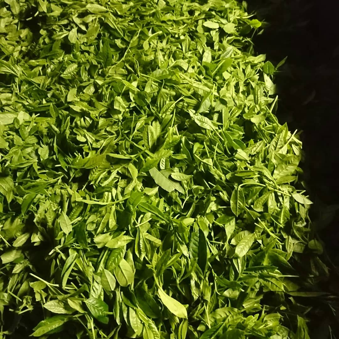 Kuma Tea Garden: Yamecha Mountain-Grown First Flush Benihikari Black Tea - tokinari.live