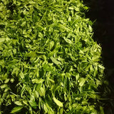 Kuma Tea Garden: Yamecha Mountain-Grown First Flush Benihikari Black Tea - tokinari.live