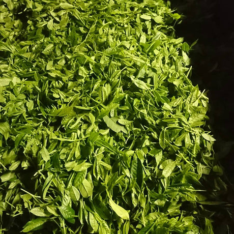 Kuma Tea Garden: Yamecha Mountain-Grown First Flush Benihikari Black Tea - tokinari.live