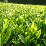 Kuma Tea Garden: Yamecha Mountain-Grown First Flush Benihikari Black Tea - tokinari.live