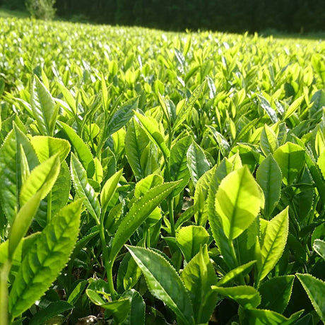 Kuma Tea Garden: Yamecha Mountain-Grown First Flush Benihikari Black Tea - tokinari.live