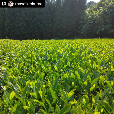 Kuma Tea Garden: Yamecha Mountain-Grown First Flush Benihikari Black Tea - tokinari.live