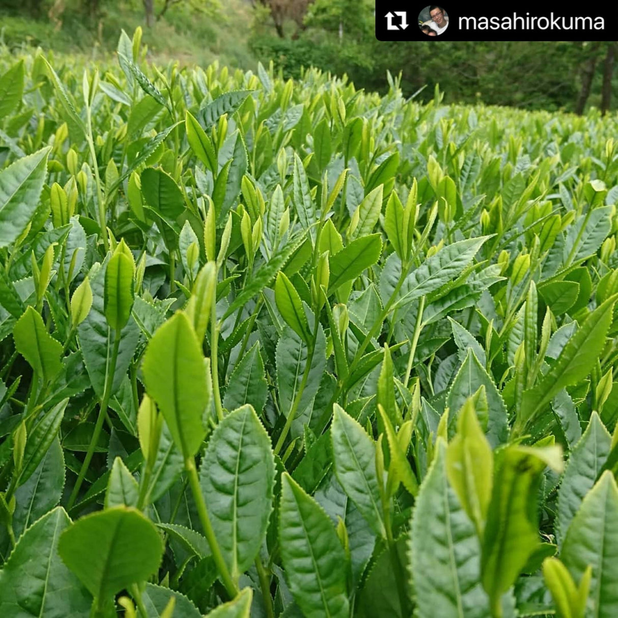 Kuma Tea Garden: Yamecha Mountain-Grown First Flush Spring Benifuuki Black Tea. - tokinari.live