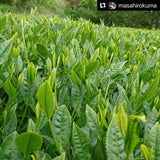 Kuma Tea Garden: Yamecha Mountain-Grown First Flush Spring Benifuuki Black Tea. - tokinari.live