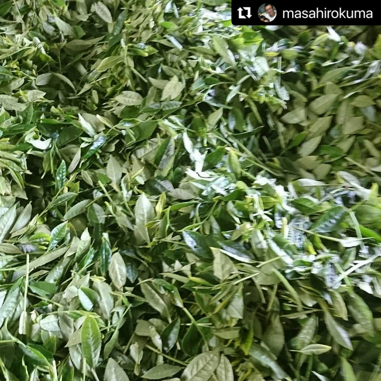 Kuma Tea Garden: Yamecha Mountain-Grown First Flush Spring Benifuuki Black Tea. - tokinari.live