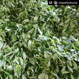 Kuma Tea Garden: Yamecha Mountain-Grown First Flush Spring Benifuuki Black Tea. - tokinari.live