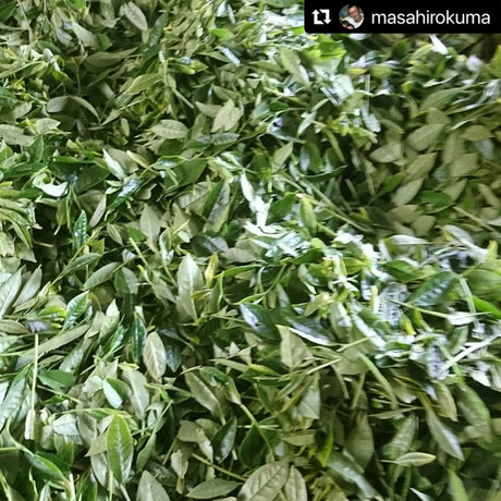 Kuma Tea Garden: Yamecha Mountain-Grown First Flush Spring Benifuuki Black Tea. - tokinari.live