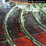 Kuma Tea Garden: Yamecha Mountain-Grown First Flush Spring Benifuuki Black Tea. - tokinari.live