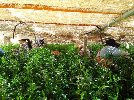 Kuma Tea Garden: Yamecha Saemidori Heritage Grade Gyokuro Tenkaichi - 71st All Japan Tea Competition Grand Prize Winning Garden - tokinari.live