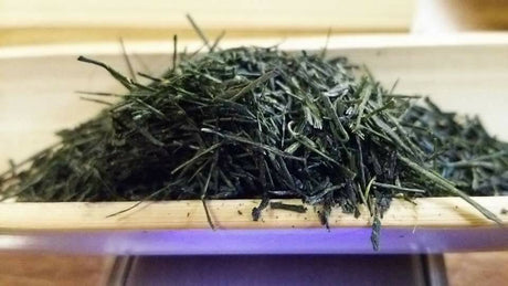 Kuma Tea Garden: Yamecha Saemidori Heritage Grade Gyokuro Tenkaichi - 71st All Japan Tea Competition Grand Prize Winning Garden - tokinari.live