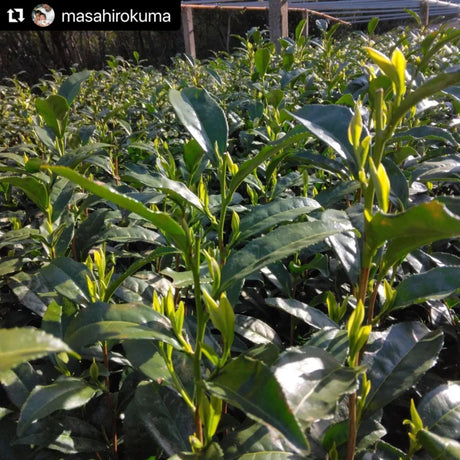 Kuma Tea Garden: Yamecha Saemidori Heritage Grade Gyokuro Tenkaichi - 71st All Japan Tea Competition Grand Prize Winning Garden - tokinari.live