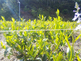 Kuma Tea Gardens: Mountain-Grown Yame Sencha, Single Cultivar Kirari 31 - tokinari.live