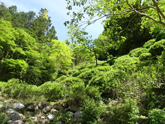 Kunitomo: Riguricha Ryu - The Mountain Dragon - Handpicked, Wild Kamairicha りぐり茶 龍 - tokinari.live