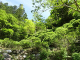 Kunitomo: Riguricha Ryu - The Mountain Dragon - Handpicked, Wild Kamairicha りぐり茶 龍 - tokinari.live