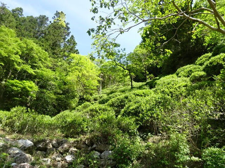 Kunitomo: Riguricha Ryu - The Mountain Dragon - Handpicked, Wild Kamairicha りぐり茶 龍 - tokinari.live