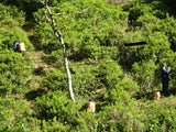 Kunitomo: Riguricha Ryu - The Mountain Dragon - Handpicked, Wild Kamairicha りぐり茶 龍 - tokinari.live