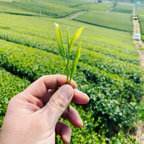 Kurihara Tea #17: 2022 Okuhikari Yame Sencha おくひかり - tokinari.live