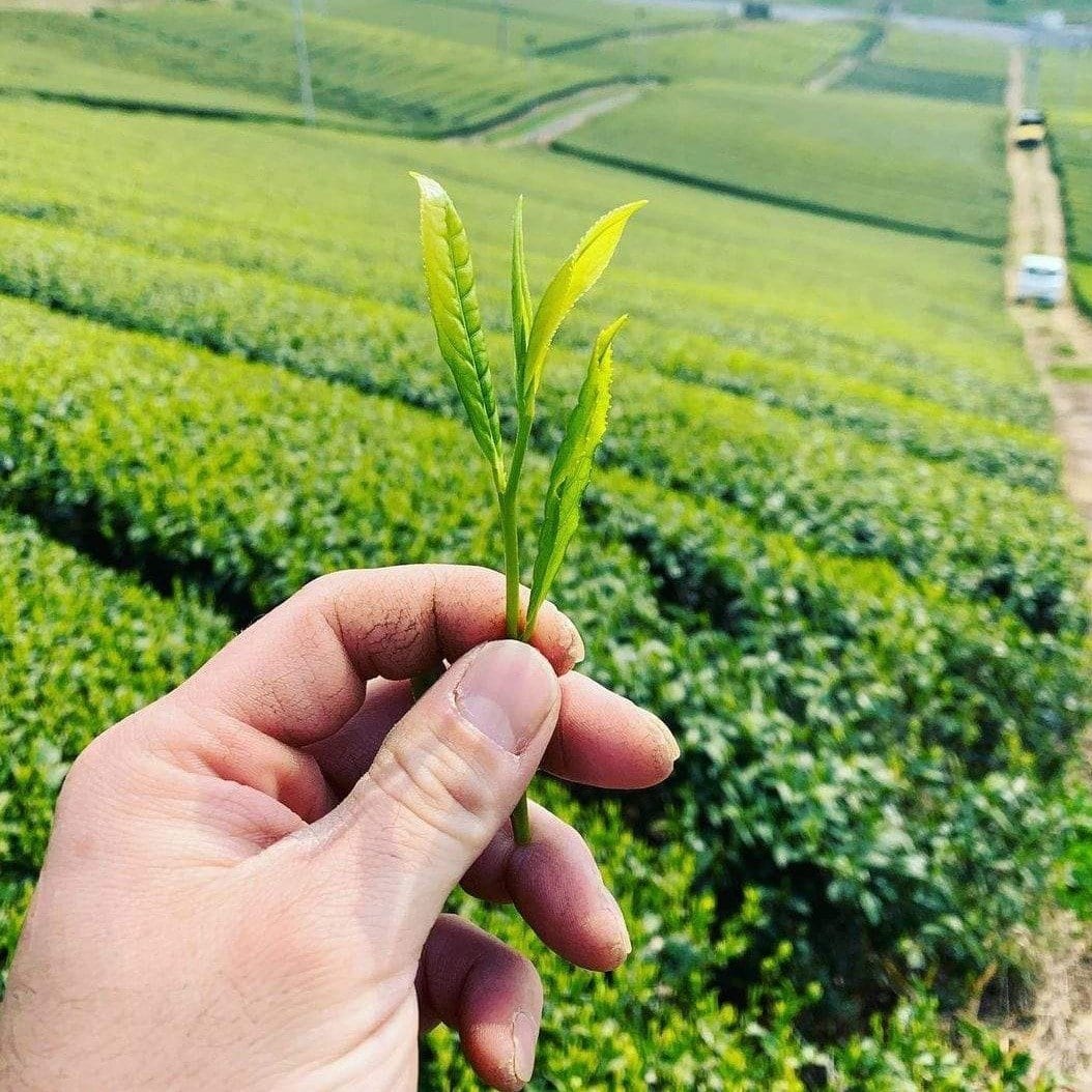 Kurihara Tea #22: Hachijyuhachiya Shincha - May 1st, 2022, Harvested Sencha 八十八夜新茶 - tokinari.live