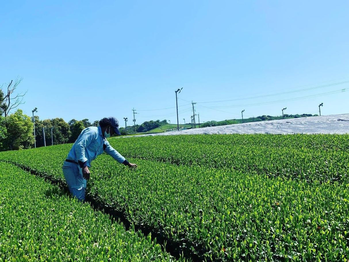 Kurihara Tea #25: 2022 Single Cultivar Yame Sencha - Kirari 31 単一品種八女煎茶きらり31 - tokinari.live