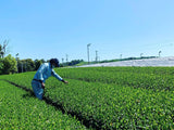 Kurihara Tea #25: 2022 Single Cultivar Yame Sencha - Kirari 31 単一品種八女煎茶きらり31 - tokinari.live