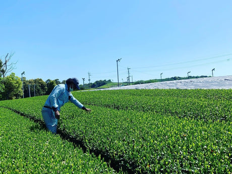 Kurihara Tea #25: 2022 Single Cultivar Yame Sencha - Kirari 31 単一品種八女煎茶きらり31 - tokinari.live