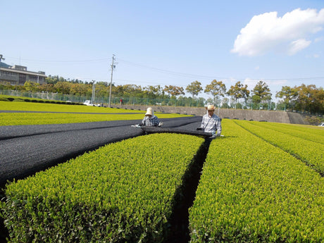Marushige Shimizu Tea Farm: 2022 Kabusecha Shaded Green Tea, Saemidori さえみどり - tokinari.live