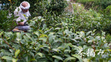 Michiko's Handpicked, Sun-Dried Awa Bancha from Kamikatsu Village, Tokushima - tokinari.live