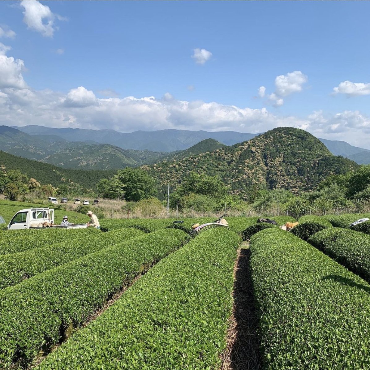 Mitocha NR004: Sun-dried Kamairicha Harubancha 天日干し釜炒り春ばん茶 - tokinari.live