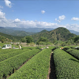 Mitocha NR004: Sun-dried Kamairicha Harubancha 天日干し釜炒り春ばん茶 - tokinari.live