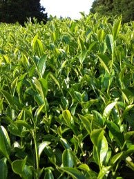 Mitocha NR005: Aged, Sun-dried Kamairicha Bancha 天日干し釜炒りばん茶 - tokinari.live